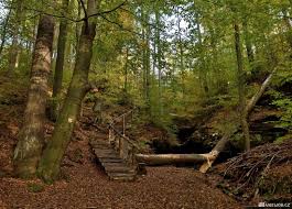 Zkamenělý les u Chřibské